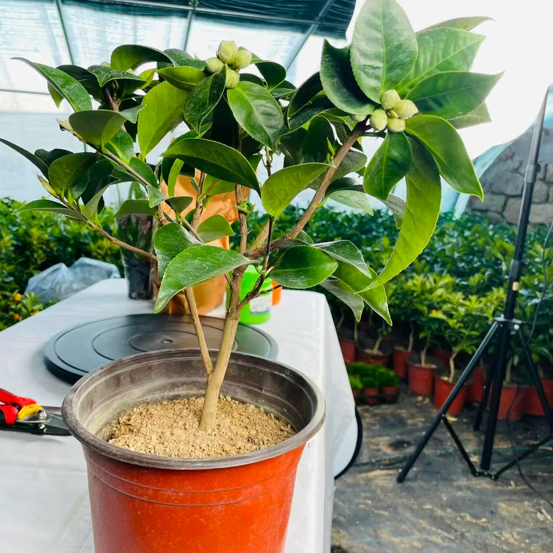 大苗香妃茶花带花苞发货