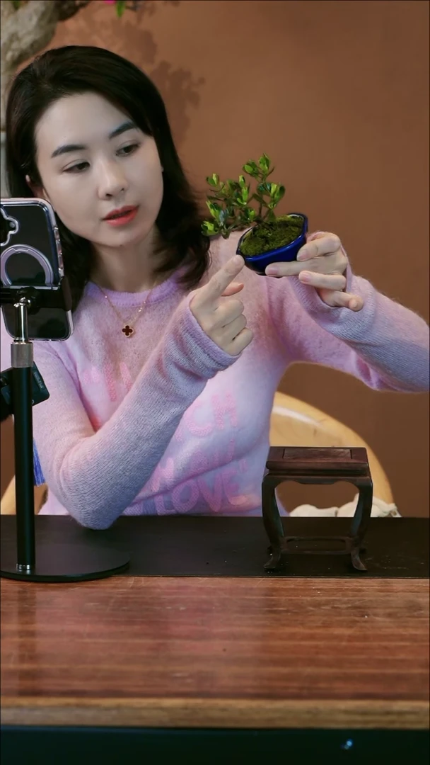 【闪购商品】盆景栀子花