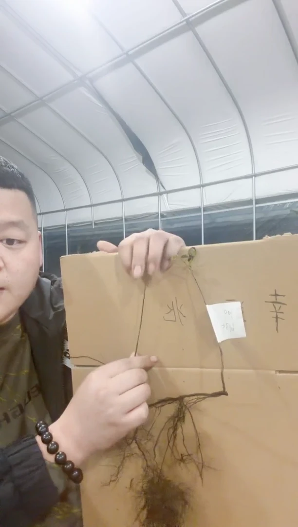 无花朵剑*行/100顺丰到付/251113/2/幸运兆