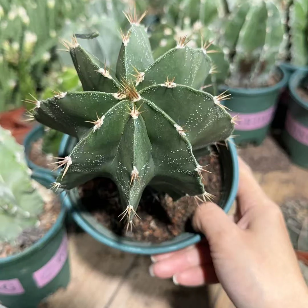 满十八元包邮【大号般若仙人球有木质纹】