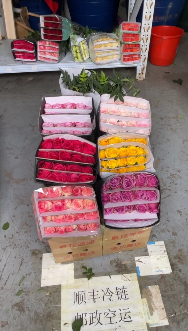 单头玫瑰60枝（任意3个品种）+九星叶