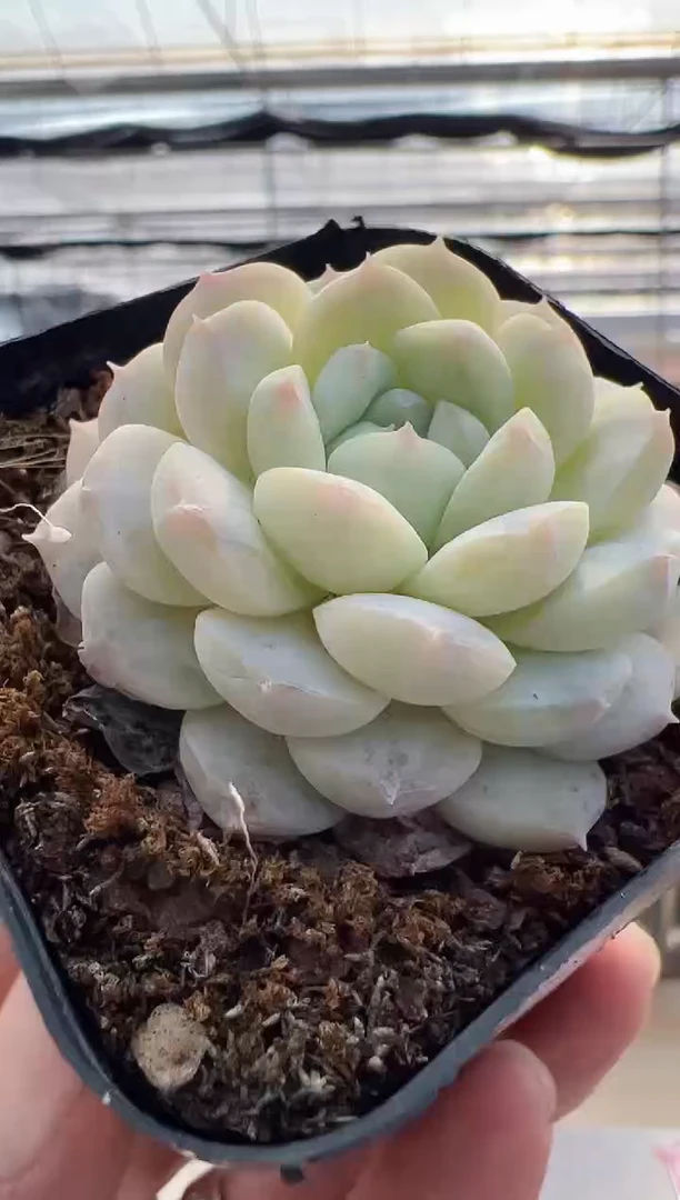 【闪购商品】月光玫瑰-5