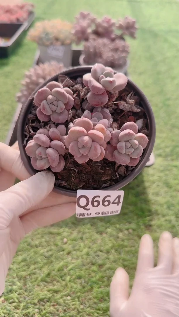 【闪购商品】梦会多肉一物一拍