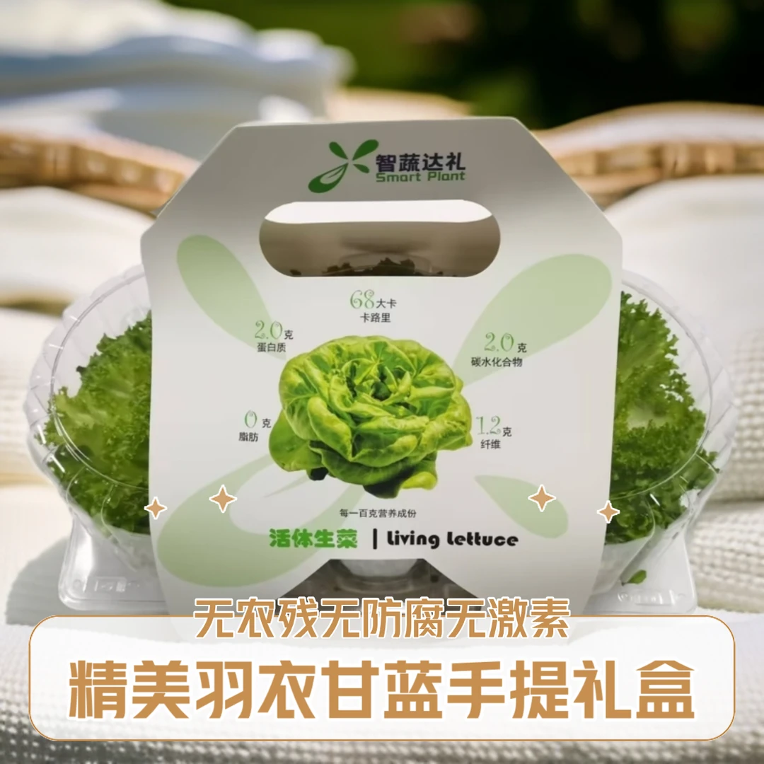 有机无农残净菜羽衣甘蓝叶260g礼盒绿色蔬菜羽衣甘蓝