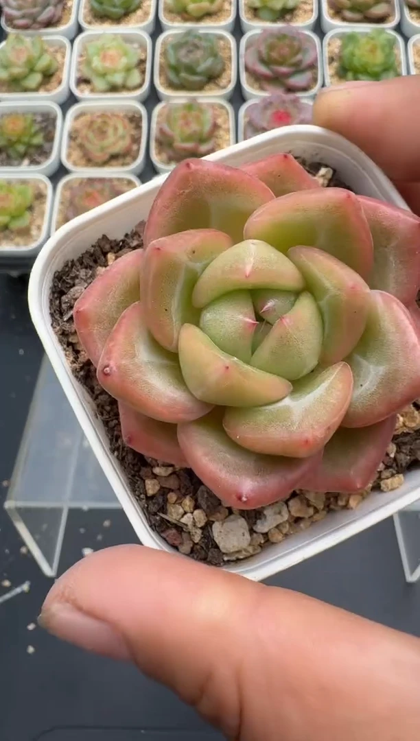 416E云禹多肉植物 带盆土纸巾打包 3颗包邮