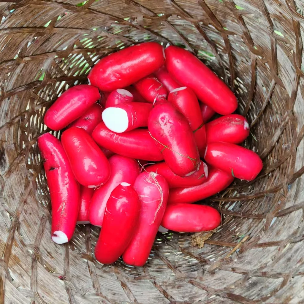 本地小红萝卜白萝卜