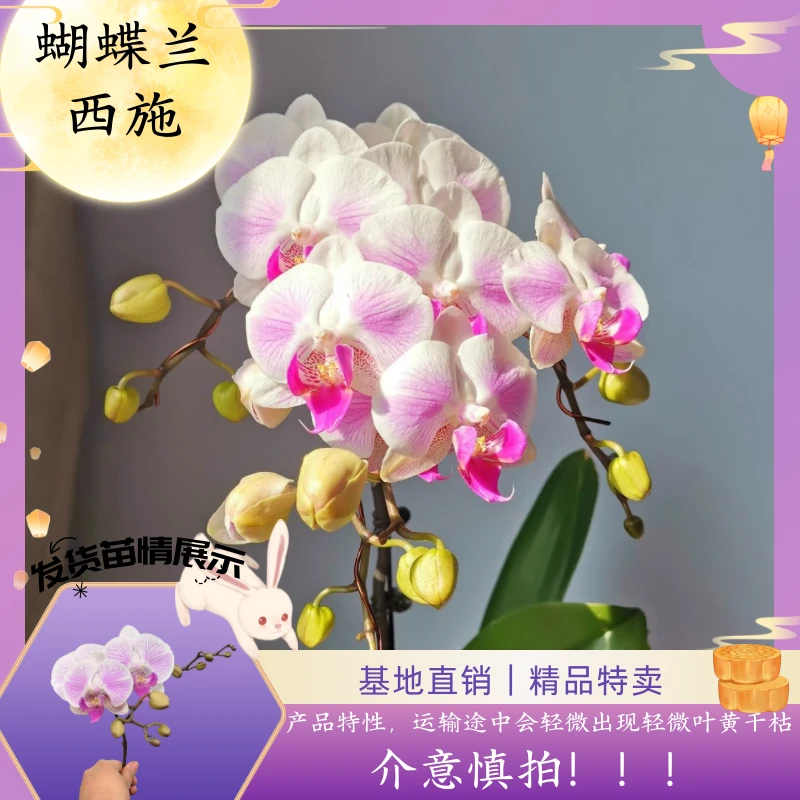 【蝴蝶兰 西施】中秋好礼 基地直销 名贵淡雅 室内花卉带花发货