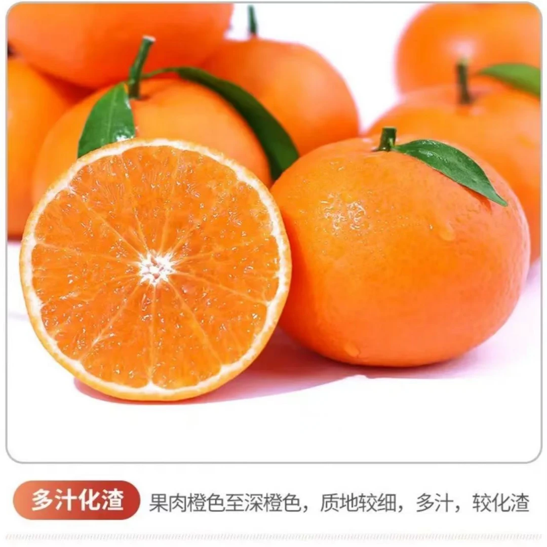 云南高原土壤新鲜水果薄皮沃柑