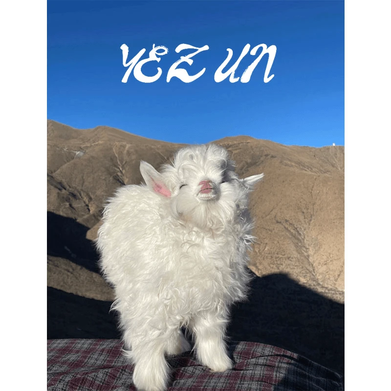 【不可机洗】轻奢时尚气质春新款针织百搭上衣