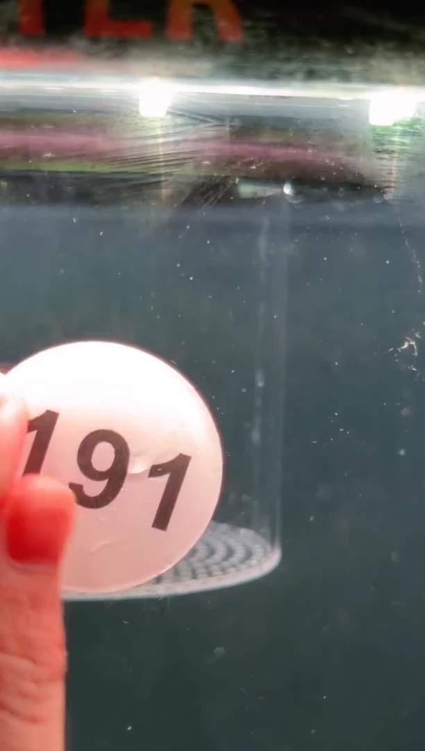 灯科鱼翻***手【191】白金红火蚁