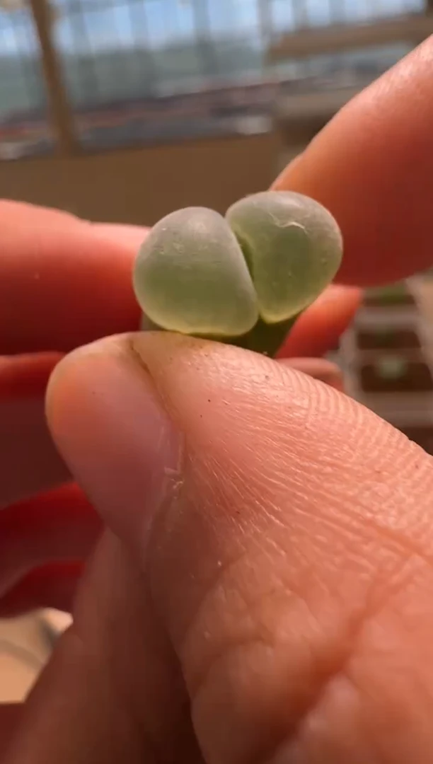 美丽的肉石头- 112