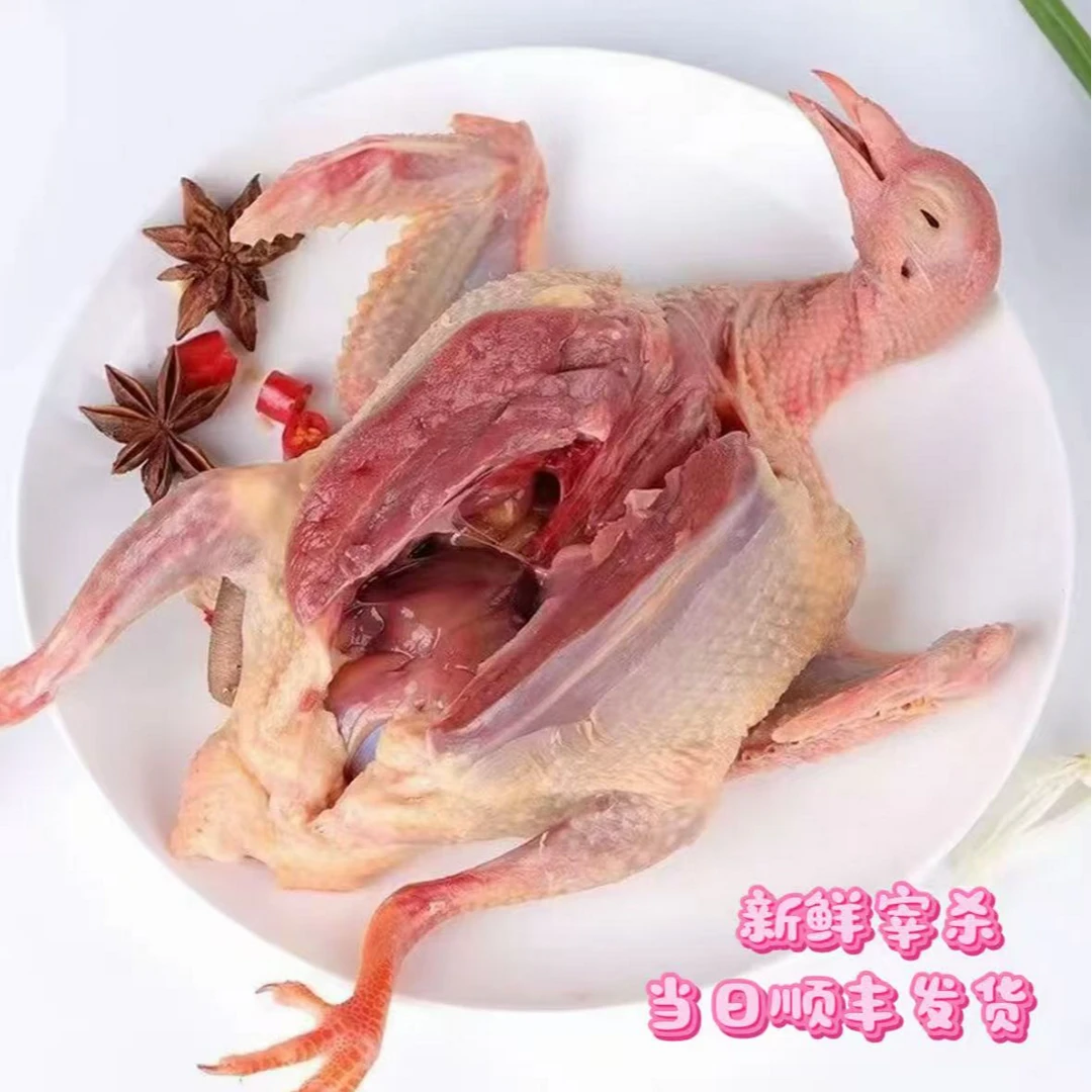 【买5送1】农家散养土鸽子 到手6只 现宰现杀急冻锁鲜 当日顺丰包邮发货