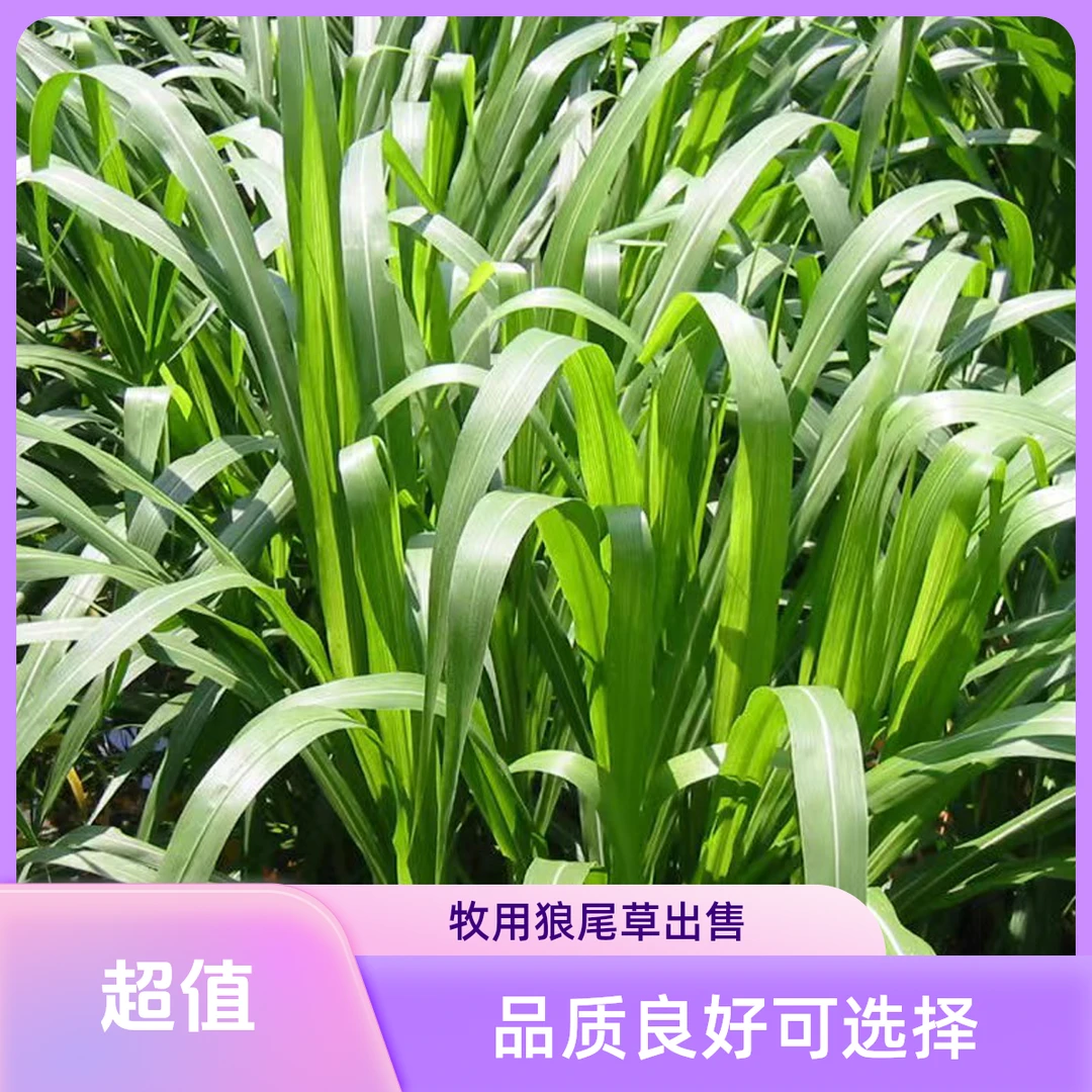 狼尾草-养殖牧用狼尾草