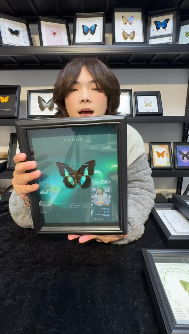 玻璃真实蝴蝶标本