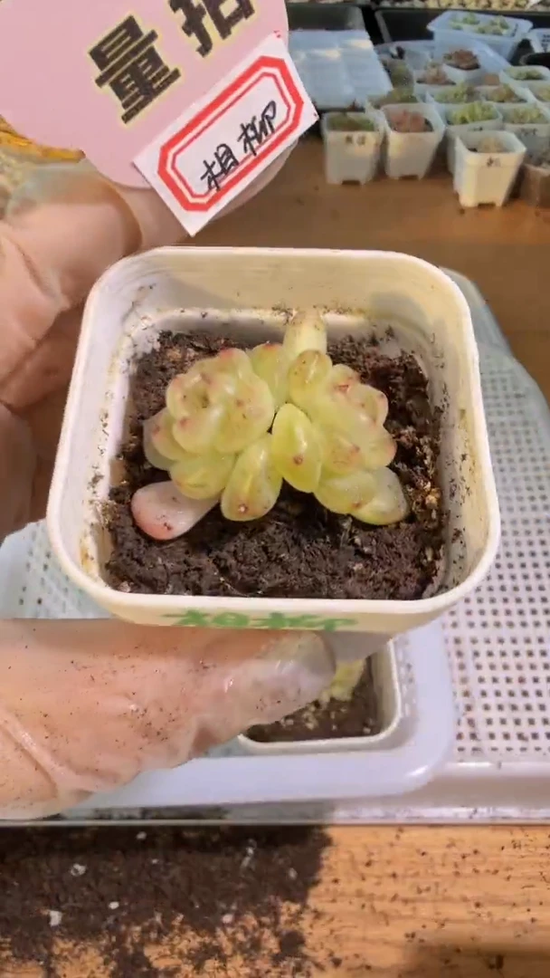 相柳五方一盆 单双混 量拍混发