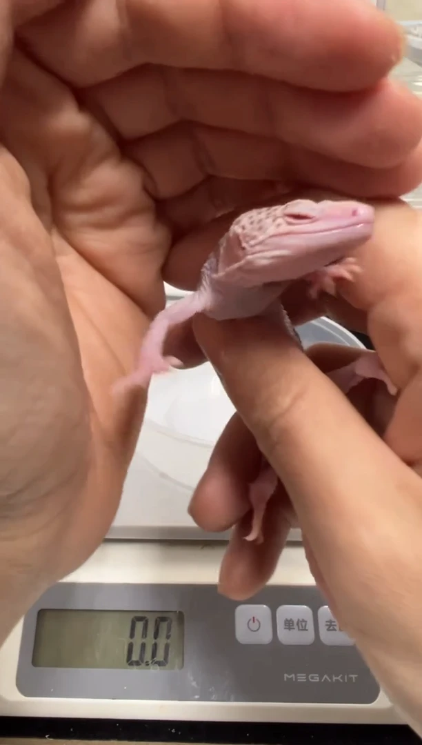 豹纹守宫1111111111