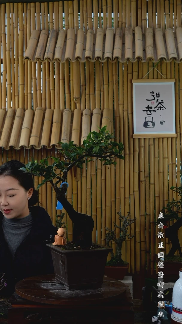 无花朵金弹子老桩盆景