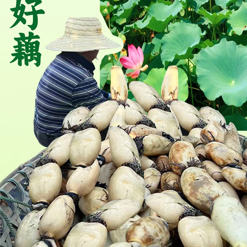 湖北仙桃新鲜现挖莲藕脆甜爽口可清炒凉拌煮火锅