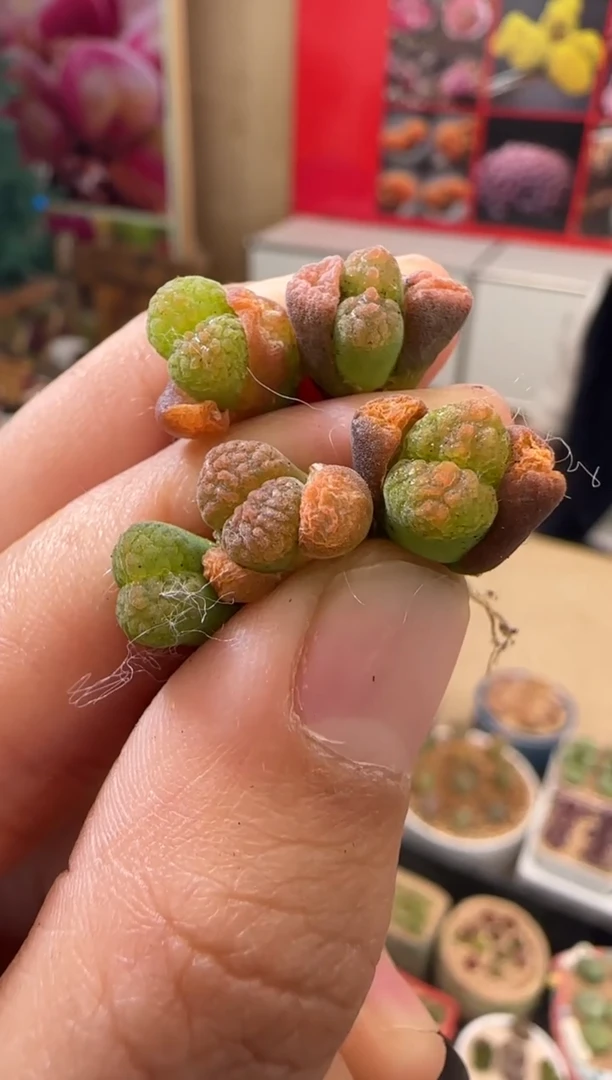 【闪购商品】23-16磁铁x超蛋一颗