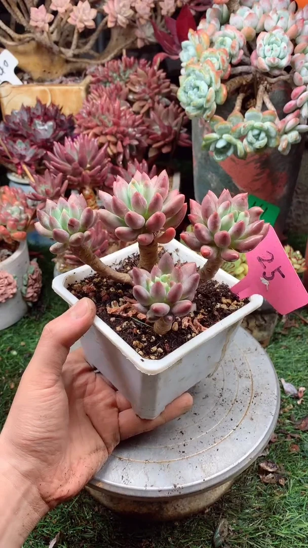 25红蜻蜓欢喜多肉一物一拍8.25