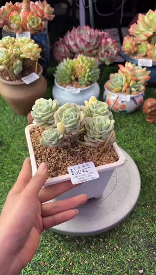 昆明印象多肉00427