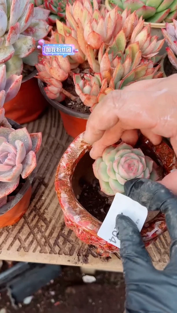 y**?多肉植物一物一拍29204