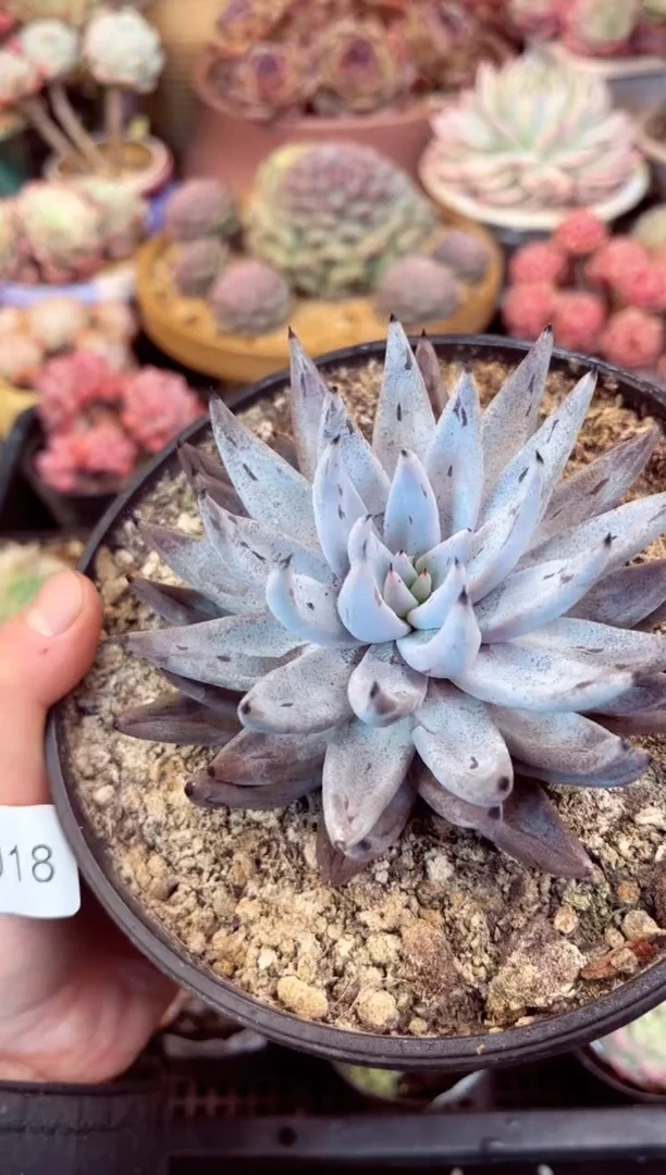 【闪购商品】5918单头魔爪多肉