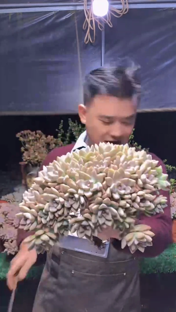 298淡雪缀化一物一拍