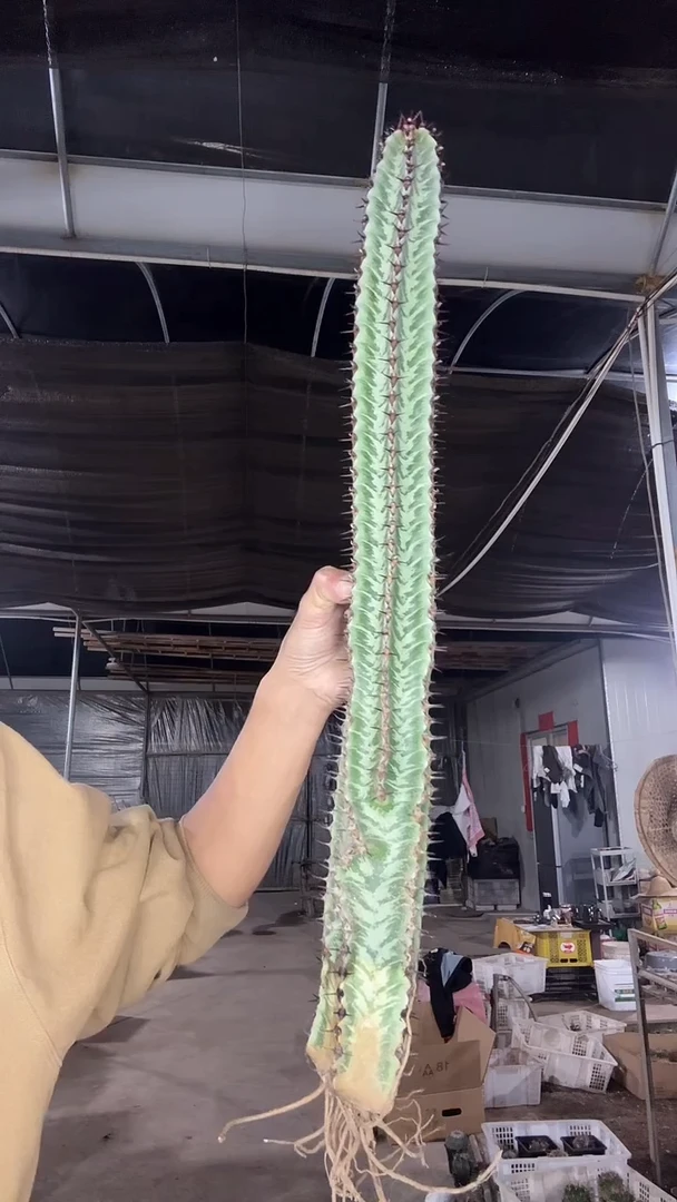 自根斑马柱29.99