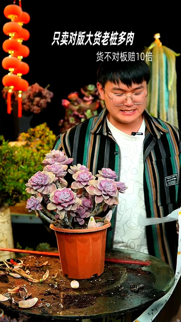 【闪购商品】33号紫乐