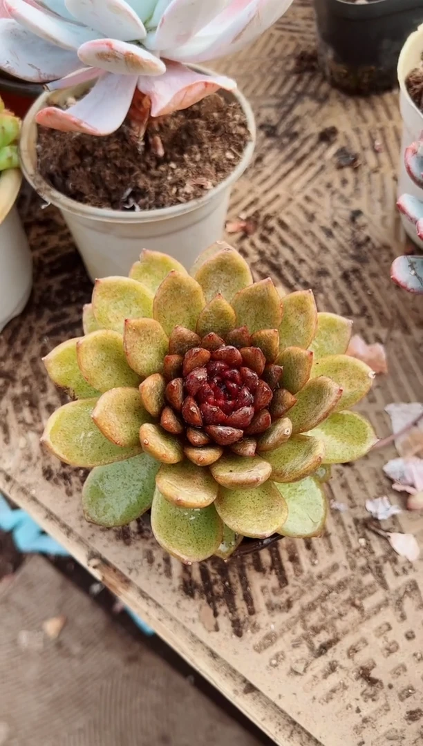 旧*多肉植物一物一拍28154