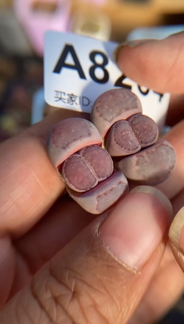 【闪购商品】8264直播一物一拍