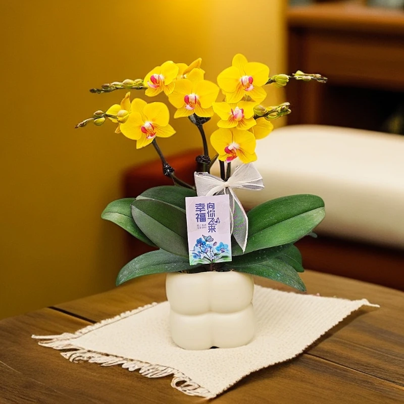 蝴蝶兰【金碧辉煌】金黄色室内种植观赏送礼带花发货