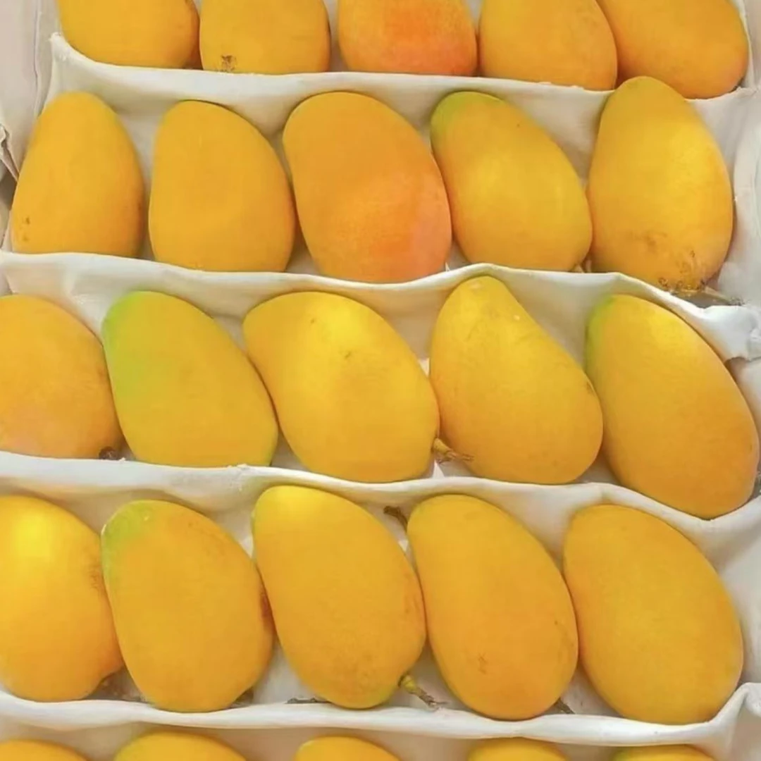 【助农】L2云南小台农芒果新鲜应季热带水果产地现摘整箱包