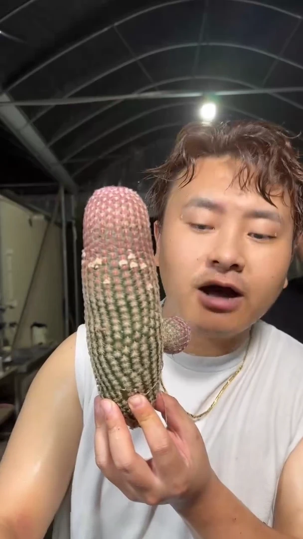 大单头 红太阳【无根】