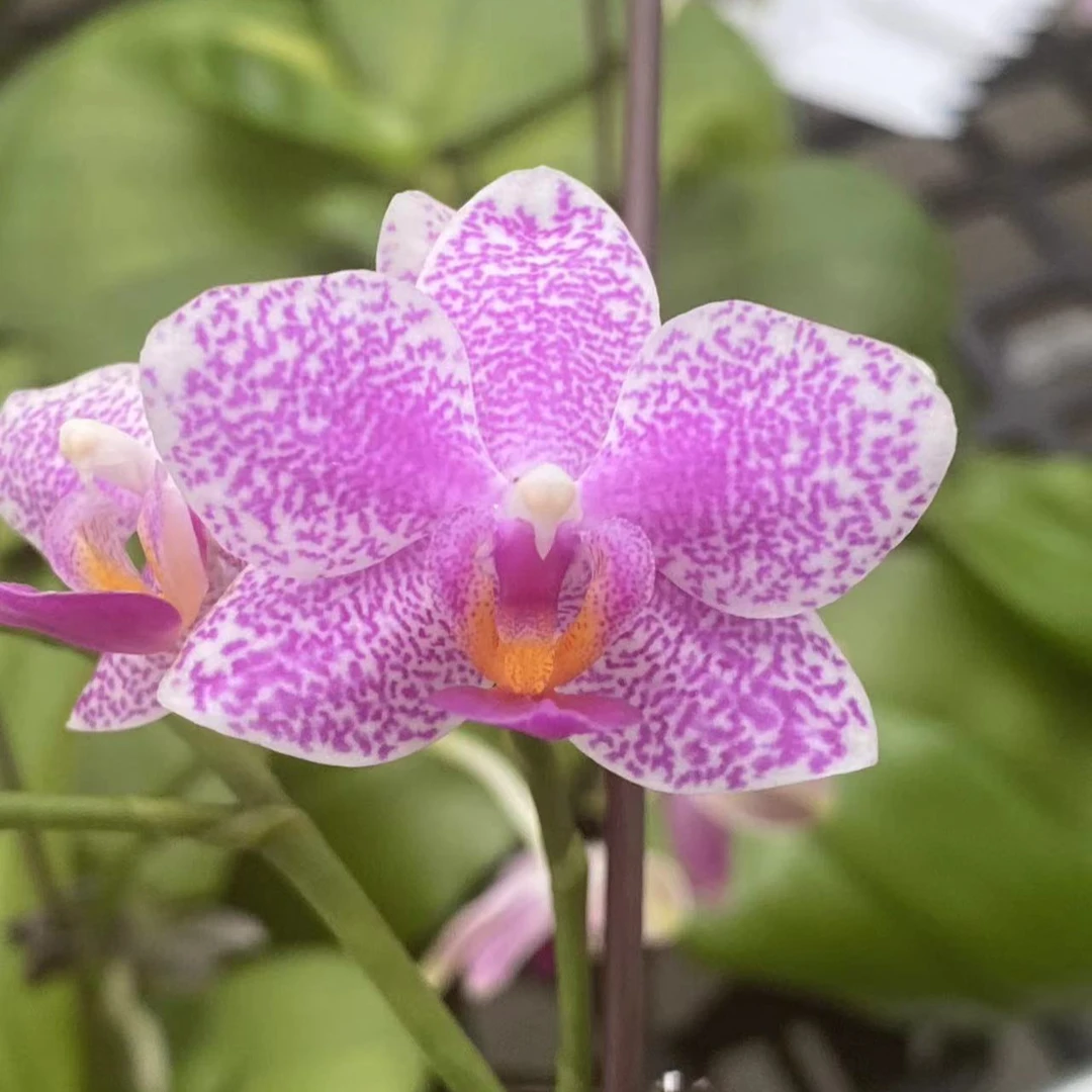 《花莲银河》蝴蝶兰（2.5寸） 轻微叶损、叶黄