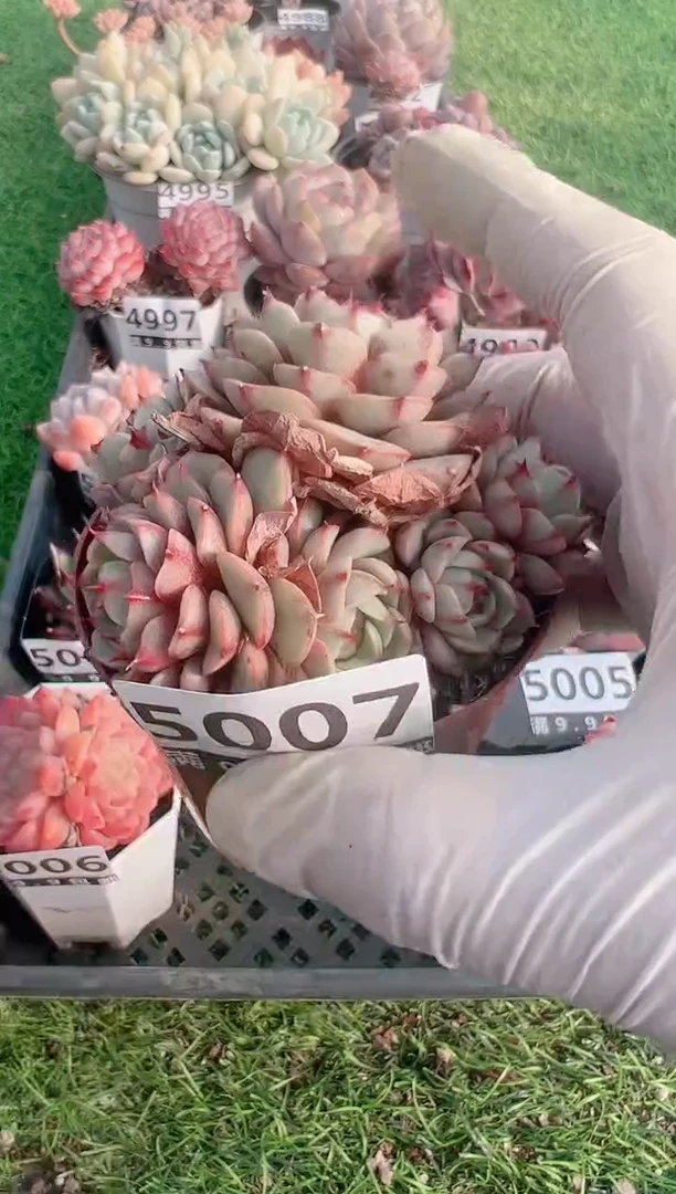 【闪购商品】信福多肉一物一拍