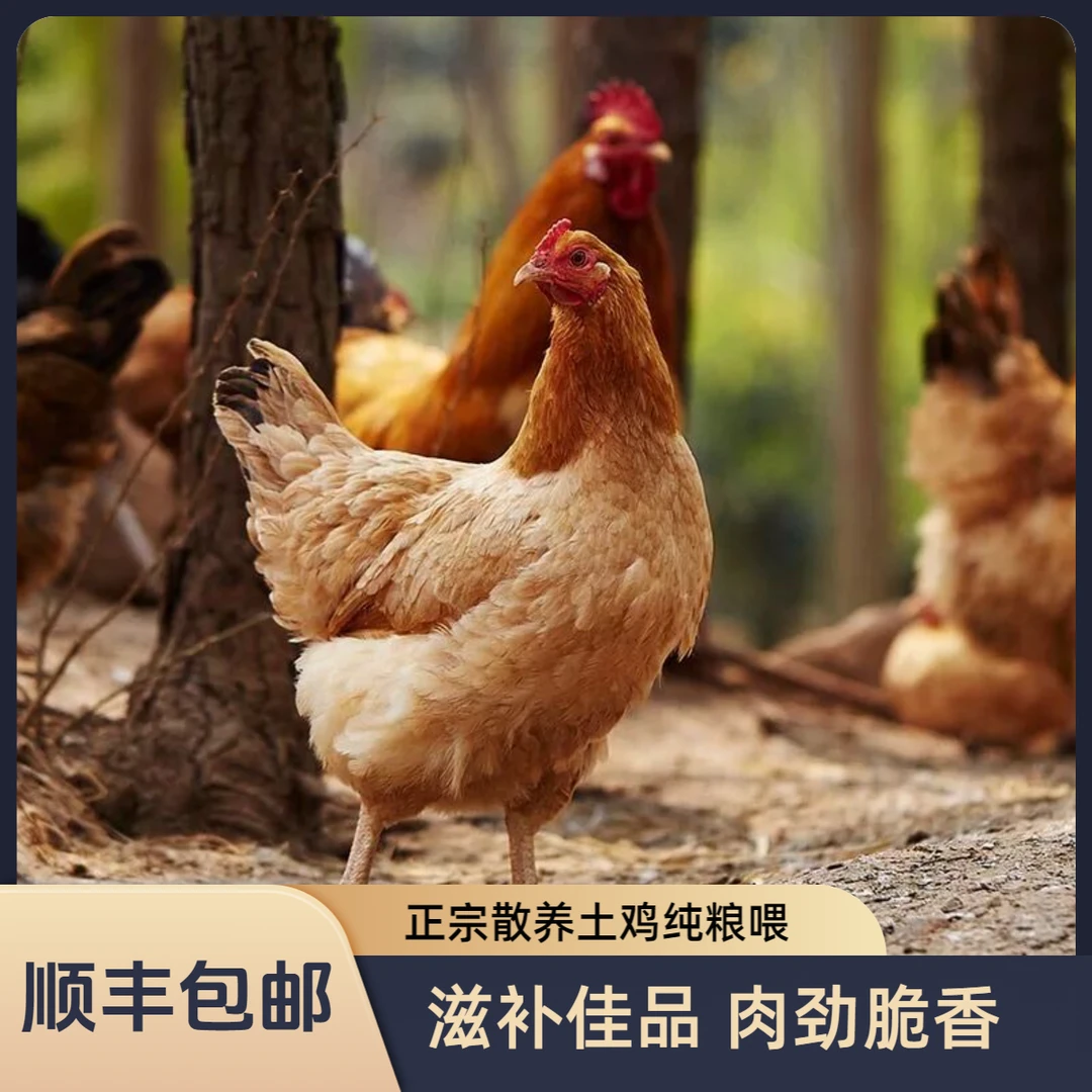 生态散养｜散养正宗新鲜现杀1年老母鸡1只，森林跑山鸡，纯粮喂养