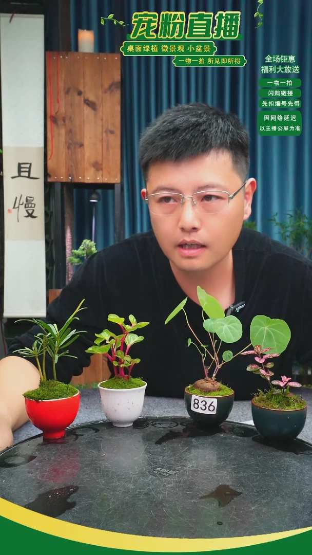 无花朵德*苔藓微景观836号