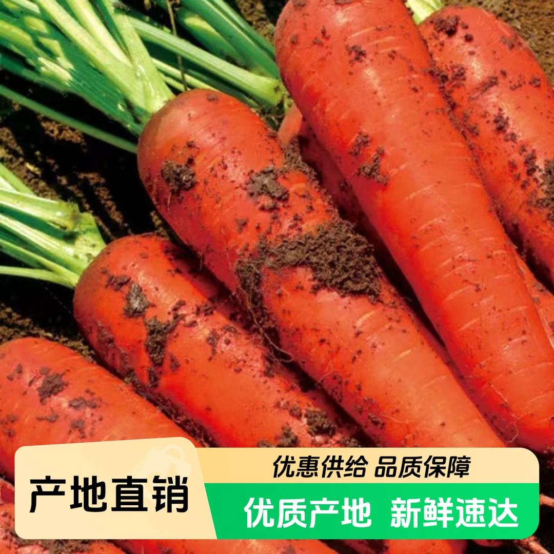 山东胡萝卜地头直发带泥发货5-9斤装新鲜蔬菜新鲜胡萝卜胡萝卜