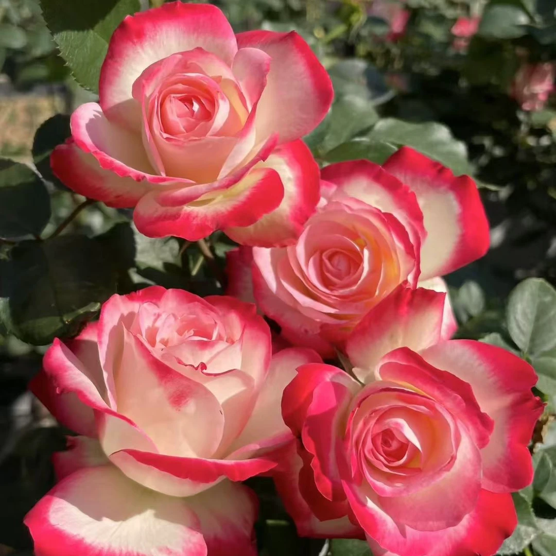 花妖【摩纳哥公爵中苗】大花四季