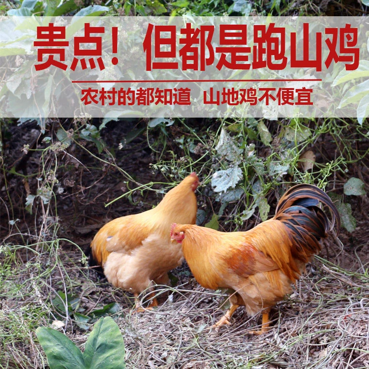 农家土鸡散养走地鸡小母鸡150天以上1公斤左右一只包邮到家