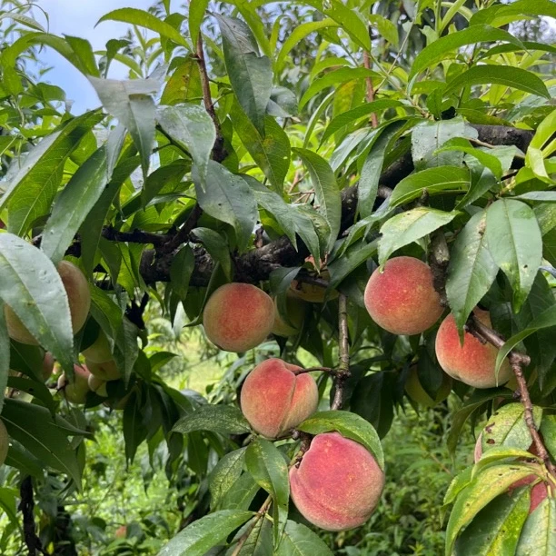 贵州正宗脆红桃又香又脆