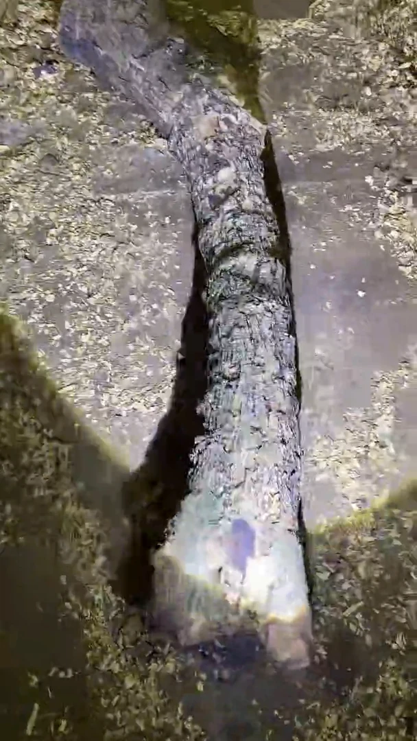 小叶桢楠金丝楠木