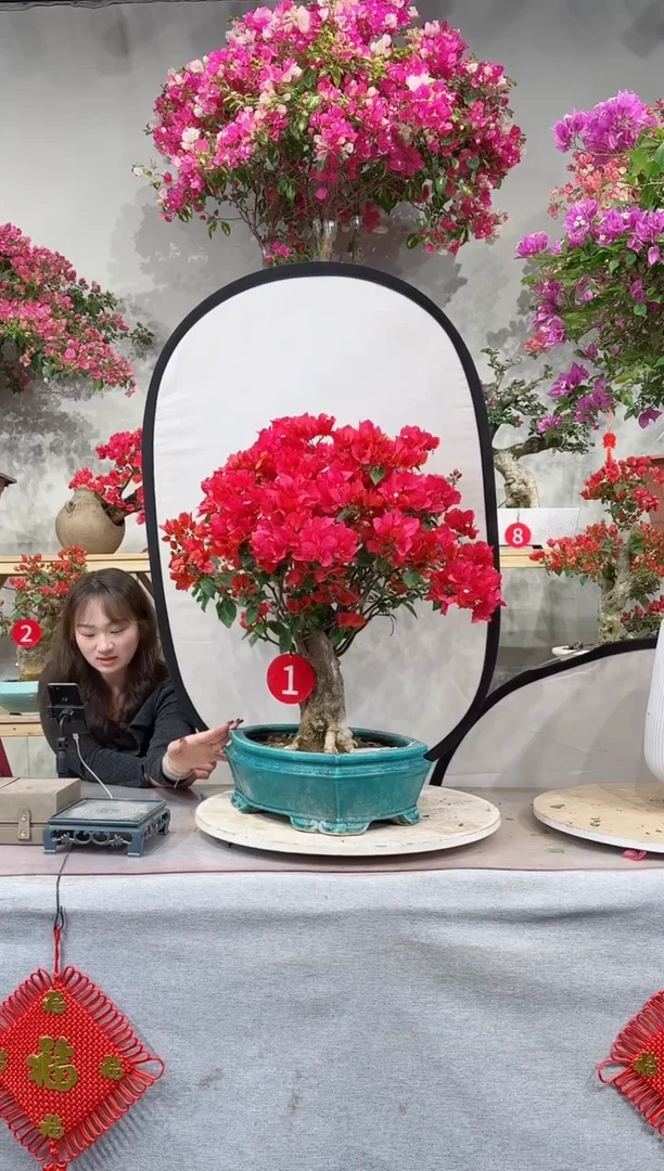 【闪购商品】盆景四季同安红