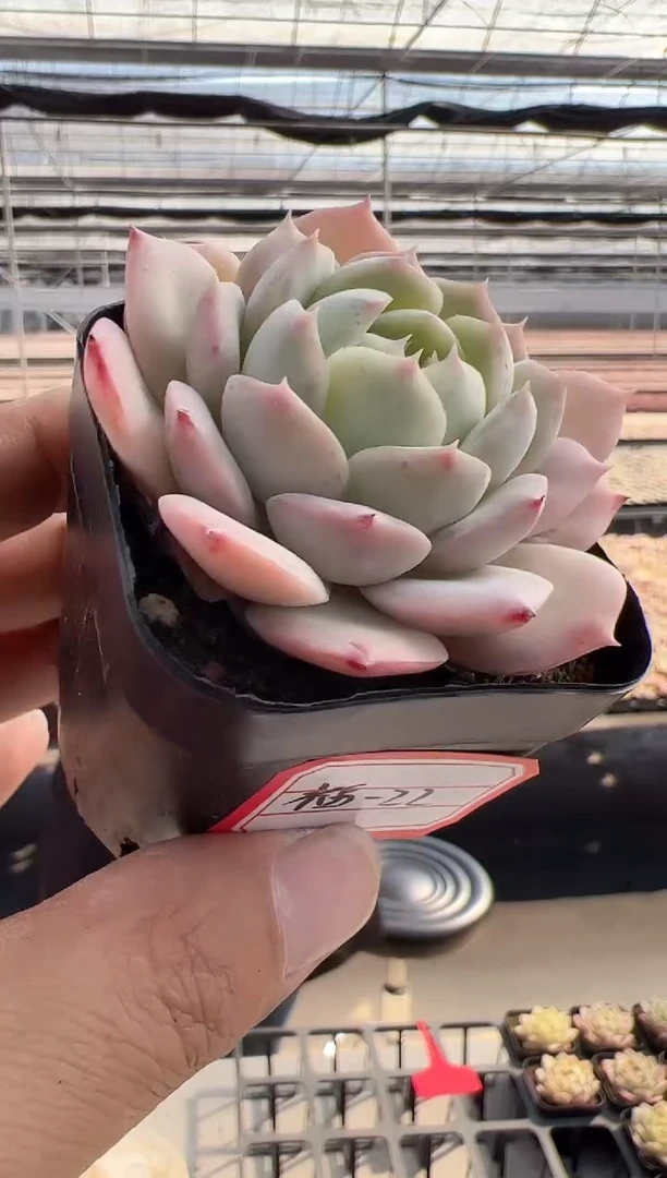 【闪购商品】福利-22