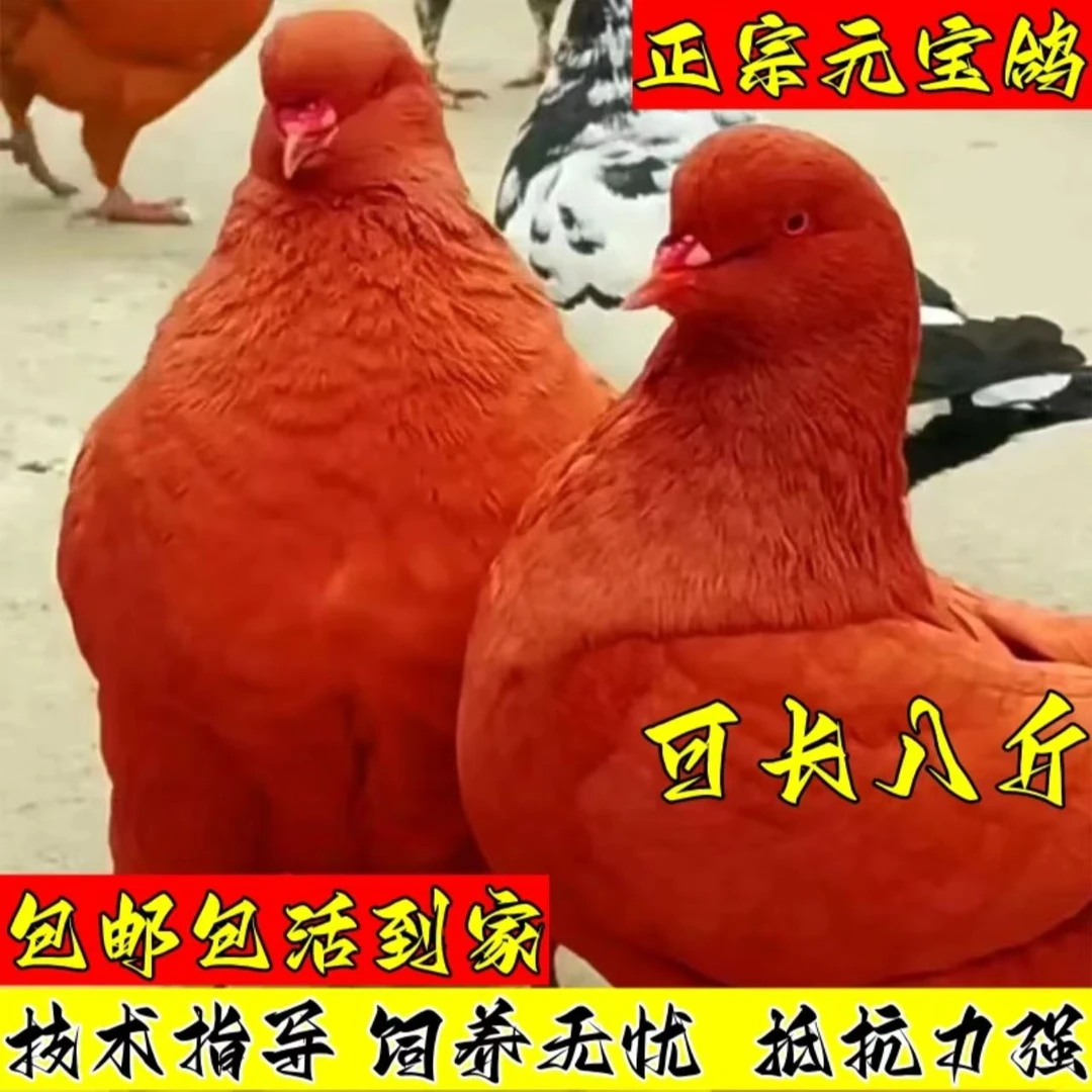 纯种元宝鸽一公一母大体鸽子观赏种鸽一对巨型活物包活包繁殖饲料