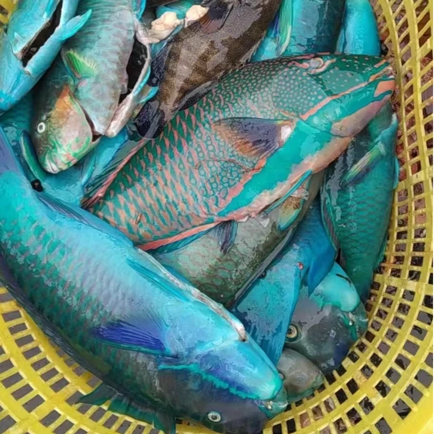 深海野生鱼（现场称重2） 清蒸 红烧 刺身 no退no换 青岛顺丰包邮