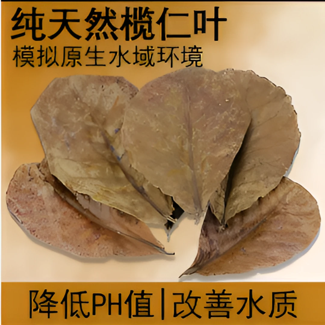 榄仁叶改善水质斗鱼