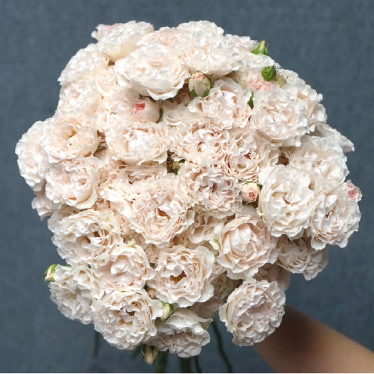 开远基地自育品种鲜切花多头玫瑰槐花粉